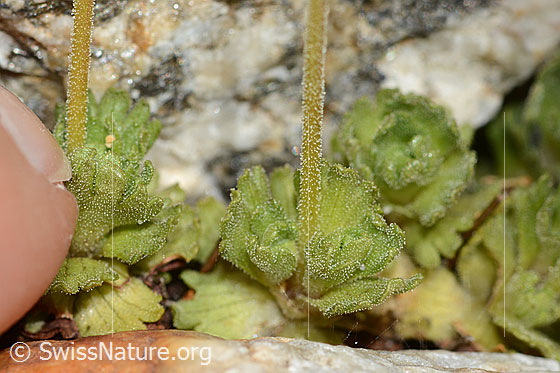 Foto: Gefurchter Steinbrech (Saxifraga exarata). Blattrosetten und Stängel (beide drüsig behaart).