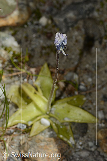 Photo: Pinguicula leptoceras. Whole plant (habiti). Faded.