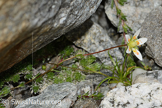 Photo: Saxifraga bryoides. Whole plant (habit).