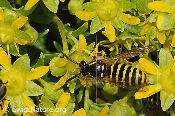 Foto: Waldwespe (Dolichovespula sylvestris) auf Bewimpertem Steinbrech (Saxifraga aizoides). Länge 15mm. Ansicht von oben.