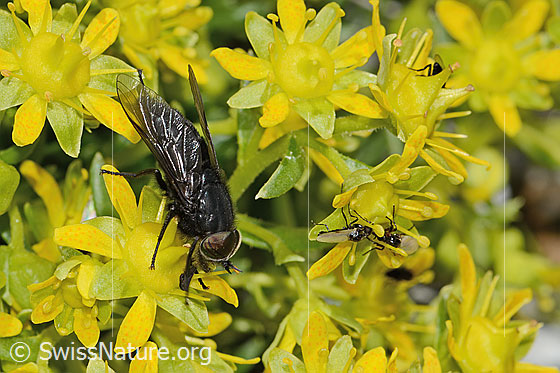 Foto: Hybomitra caucasica (Bremse) auf Bewimpertem Steinbrech (Saxifraga aizoides). Länge 12mm. Männchen. Ansicht von der Seite.