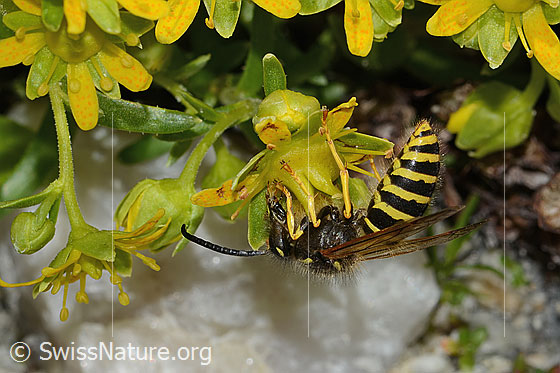 Photo: Dolichovespula sylvestris on Saxifraga aizoides. Length 15mm. View from the side.