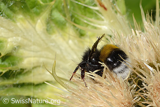 Photo: Bombus cryptarum on Cirsium spinosissimum. Length 16mm. View from the side.