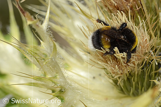 Photo: Bombus cryptarum on Cirsium spinosissimum. Length 16mm. View from the side above.