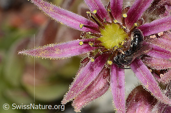 Foto: Verkannte Maskenbiene (Hylaeus confusus) auf Berg-Hauswurz (Sempervivum montanum). Länge 7mm. Männchen. Ansicht von der Seite.
