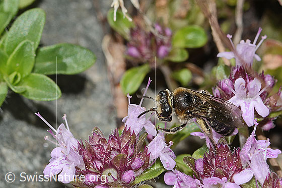 Foto: Alpen-Seidenbiene (Colletes impunctatus) auf Vielhaariger Thymian (Thymus praecox ssp. polytrichus). Länge 11mm. Weibchen. Ansicht von seitlich vorne oben.