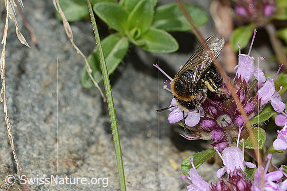 Foto: Alpen-Seidenbiene (Colletes impunctatus) auf Vielhaariger Thymian (Thymus praecox ssp. polytrichus). Länge 11mm. Weibchen. Ansicht von seitlich vorne oben.