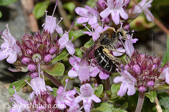 Foto: Alpen-Seidenbiene (Colletes impunctatus) auf Vielhaariger Thymian (Thymus praecox ssp. polytrichus). Länge 11mm. Weibchen. Ansicht von der Seite.