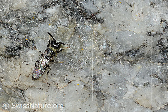 Photo: Hylaeus confusus. Length 7mm. Male. View from above.