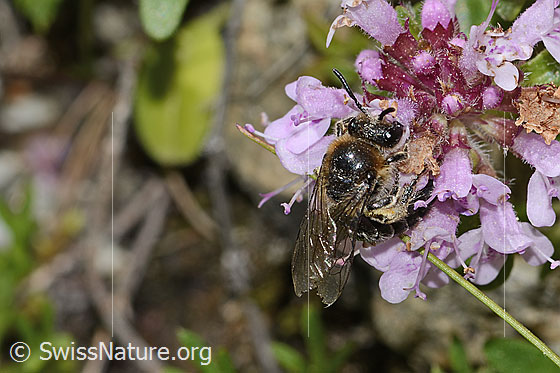 Foto: Alpen-Seidenbiene (Colletes impunctatus) auf Vielhaariger Thymian (Thymus praecox ssp. polytrichus). Länge 11mm. Weibchen. Ansicht von vorne oben.