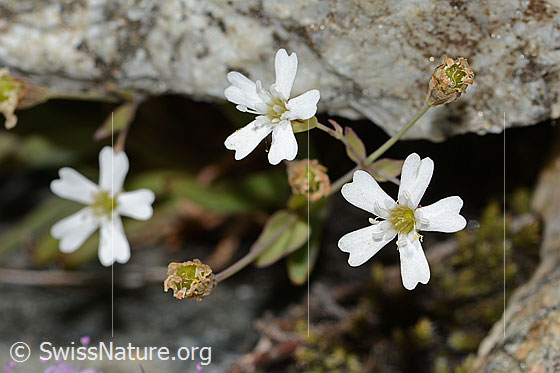 Foto: Felsen-Leimkraut (Silene rupestris). Blüten.