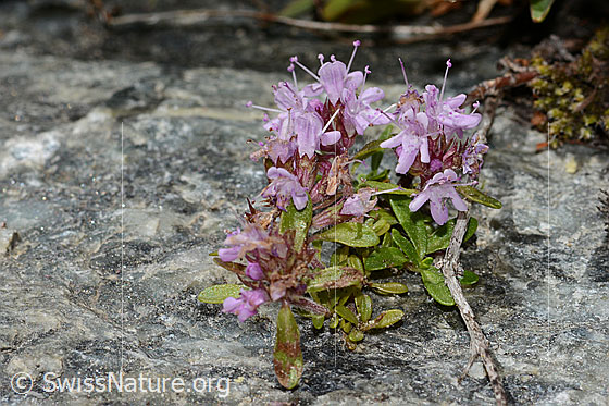 Foto: Vielhaariger Thymian (Thymus praecox ssp. polytrichus). Blüten.