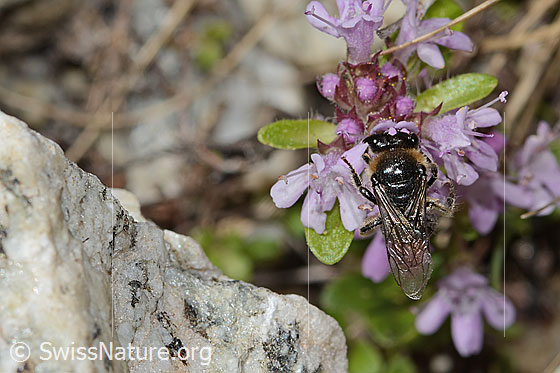 Foto: Alpen-Seidenbiene (Colletes impunctatus) auf Vielhaariger Thymian (Thymus praecox ssp. polytrichus). Länge 11mm. Weibchen. Ansicht von oben.
