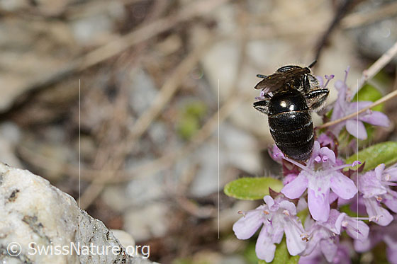 Foto: Alpen-Seidenbiene (Colletes impunctatus) auf Vielhaariger Thymian (Thymus praecox ssp. polytrichus). Länge 11mm. Weibchen. Ansicht von hinten.