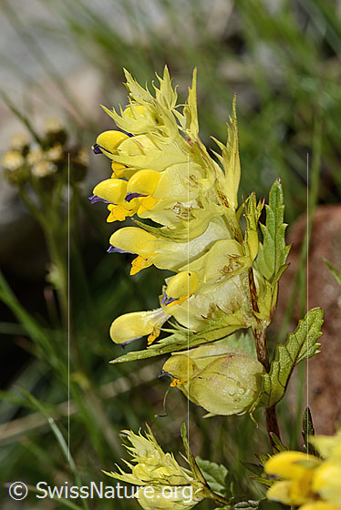 Photo: Rhinanthus glacialis. Blossom, stem and leaves.