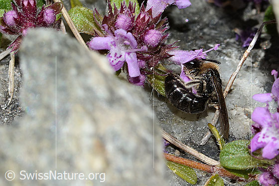 Foto: Alpen-Seidenbiene (Colletes impunctatus) auf Vielhaariger Thymian (Thymus praecox ssp. polytrichus). Länge 11mm. Weibchen. Ansicht von der Seite.