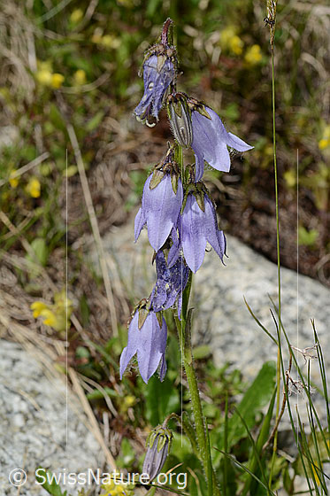 Photo: Campanula barbata. Whole plant (habiti).