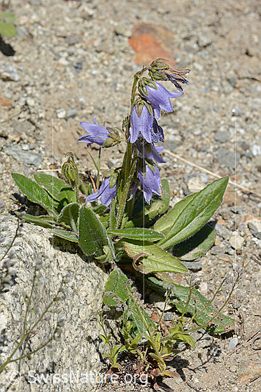 Photo: Campanula barbata. Whole plant (habiti).