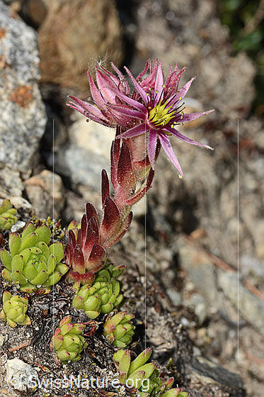 Photo: Sempervivum montanum. Whole plant (habiti).
