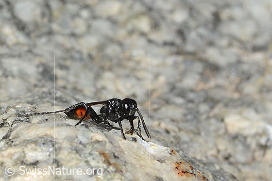 Foto: Wahrscheinlich Podalonia alpina (Grabwespe). Länge 11mm. Ansicht von seitlich vorne.