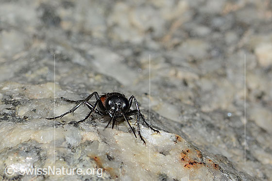 Foto: Wahrscheinlich Podalonia alpina (Grabwespe). Länge 11mm. Ansicht von vorne.