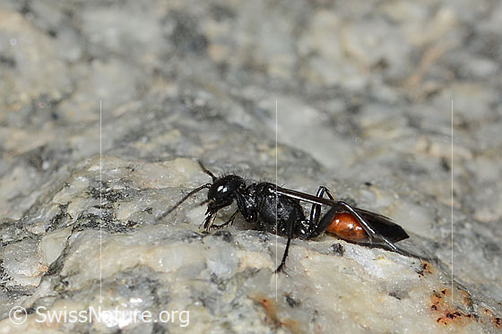 Foto: Wahrscheinlich Podalonia alpina (Grabwespe). Länge 11mm. Ansicht von der Seite.