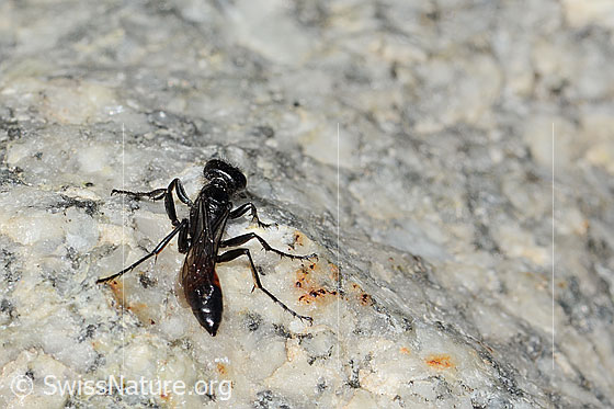 Foto: Wahrscheinlich Podalonia alpina (Grabwespe). Länge 11mm. Ansicht von hinten oben.