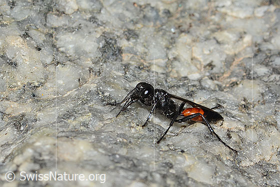 Foto: Wahrscheinlich Podalonia alpina (Grabwespe). Länge 11mm. Ansicht von seitlich vorne.