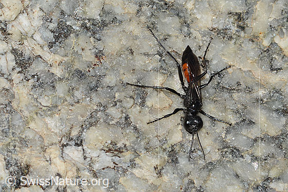 Foto: Wahrscheinlich Podalonia alpina (Grabwespe). Länge 11mm. Anischt von oben.