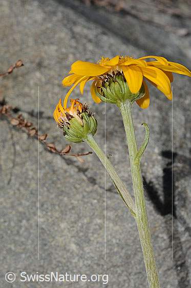 Photo: Senecio doronicum. Stem and blossoms.
