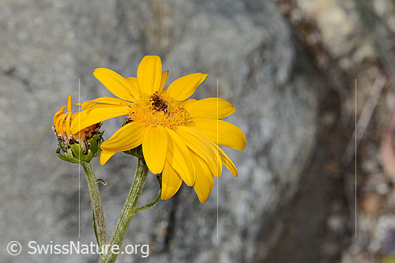 Photo: Senecio doronicum. Blossoms.