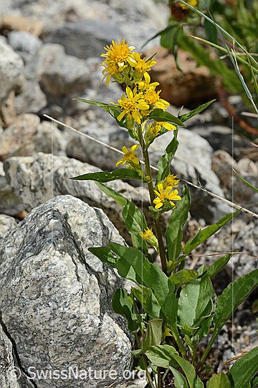 Photo: Solidago virgaurea ssp. minuta. Whole plant (habiti).