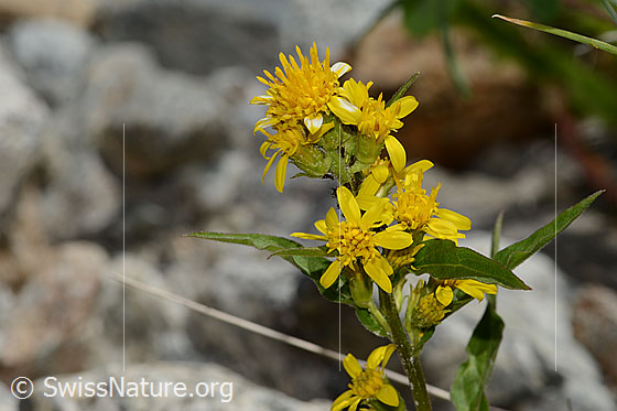 Photo: Solidago virgaurea ssp. minuta. Blossoms.
