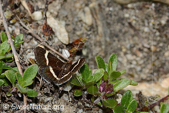 Photo: Pyrausta cingulata. Wings half open. View from behind top.