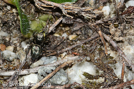 Foto: Wahrscheinlich Heliophanus lineiventris (Springspinne). Ansicht von oben.