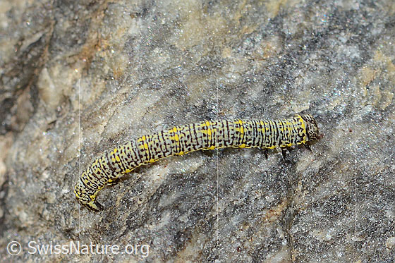 Photo: Probably caterpillar of Lycia alpina. View from the side.