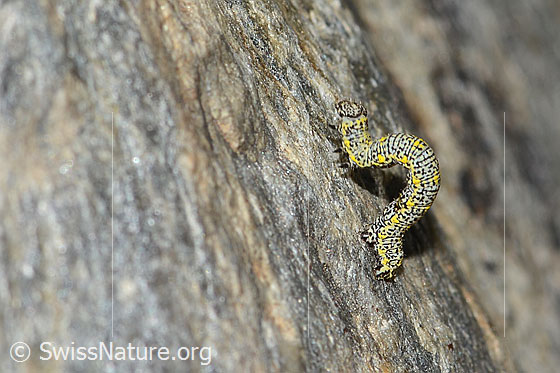 Photo: Probably caterpillar of Lycia alpina. View from the side.