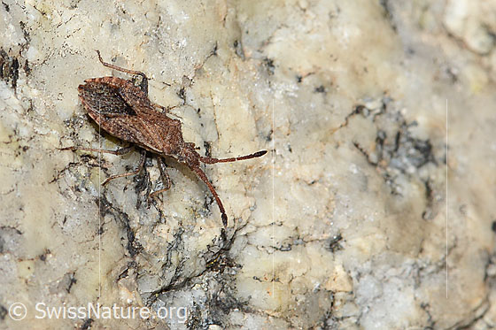 Foto: Coriomeris denticulatus (Randwanze). Länge 10mm. Ansicht von seitlich oben.