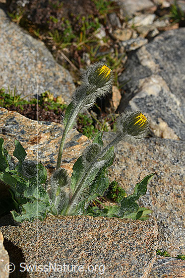 Photo: Probably Hieracium villosum. Whole plant (habiti). The flower has not yet opened. Height: 10 cm.