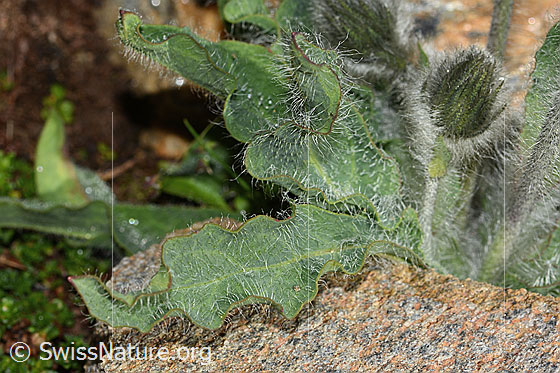 Photo: Probably Hieracium villosum. Leaves. Leaf top.