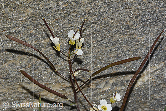Foto: Alpen-Gänsekresse (Arabis alpina). Blüten und Früchte.