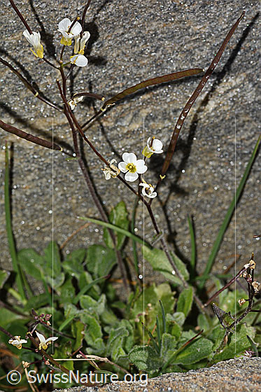 Foto: Alpen-Gänsekresse (Arabis alpina). Ganze Pflanze (Habitus). Höhe = 11cm.