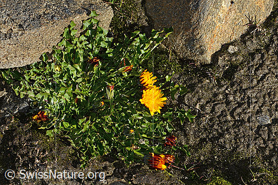 Foto: Wahrscheinlich Pachers Löwenzahn (Taraxacum pacheri). Ganze Pflanze (Habitus). Höhe: 4.5cm.