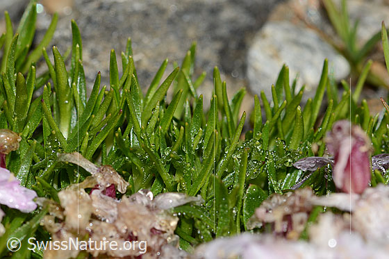 Photo: Silene acaulis. Leaves.