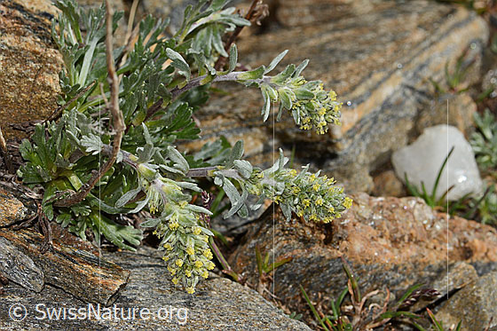 Photo: Artemisia genipi. Blossoms and leaves.