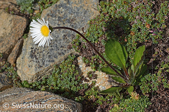 Foto: Alpenmasslieb (Aster bellidiastrum). Höhe: 10.5cm. Ganze Pflanze (Habitus).