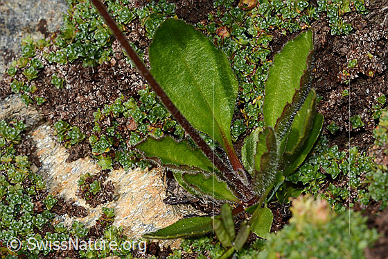 Foto: Alpenmasslieb (Aster bellidiastrum). Blätter und Stängel.