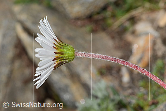 Foto: Alpenmasslieb (Aster bellidiastrum). Blüte, Kelch und Stängel.