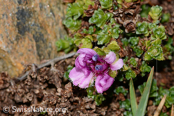 Photo: Saxifraga oppositifolia. Blossom. View from above.