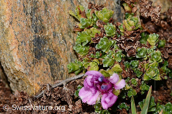 Photo: Saxifraga oppositifolia. Blossom and leaves.